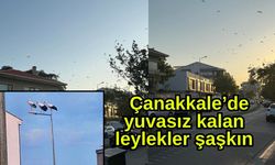 Çanakkale’de yuvasız kalan leylekler şaşkın