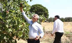Zeytinlikler arasındaki 'bal'lı lezzet