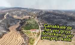 Çanakkale'de her yer griye dönerken o yer yemyeşil kaldı (Video)
