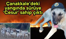 Çanakkale’deki yangında sürüye ‘Cesur’ sahip çıktı