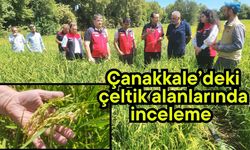 Çanakkale’deki çeltik alanlarında inceleme