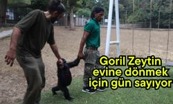 Goril Zeytin evine dönmek için gün sayıyor (Video)
