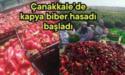 Çanakkale’de kapya biber hasadı başladı
