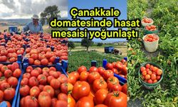 Çanakkale domatesinde hasat mesaisi yoğunlaştı