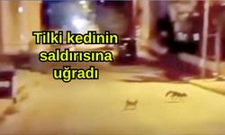 Tilki kedinin saldırısına uğradı (Video)