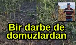 Bir darbe de domuzlardan