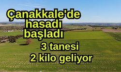 Çanakkale'de hasadı başladı, 3 tanesi 2 kilo geliyor