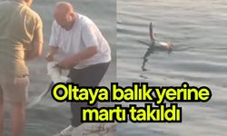 Oltaya balık yerine martı takıldı (Video)