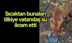 Sıcaktan bunalan tilkiye vatandaş su ikram etti (Video)