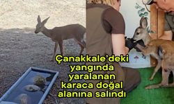 Çanakkale’deki yangında yaralanan karaca doğal alanına salındı (Video)
