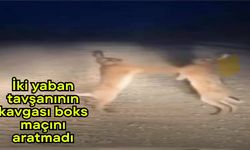 İki yaban tavşanının kavgası boks maçını aratmadı (Video)