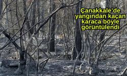 Çanakkale’de yangından kaçan karaca böyle görüntülendi (Video)