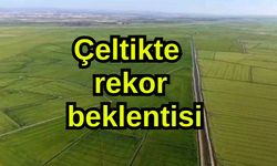 Çeltikte rekor beklentisi