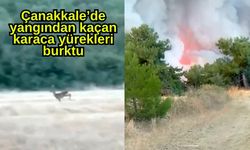 Çanakkale’de yangından kaçan karaca yürekleri burktu (Video)