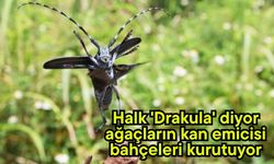 Halk 'Drakula' diyor ağaçların kan emicisi fındık bahçelerini kuruttu