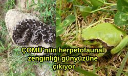 ÇOMÜ'nün herpetofaunal zenginliği günyüzüne çıkıyor
