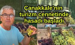 Çanakkale'nin turizm cennetinde hasadı başladı