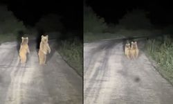 Çanakkale'nin yavru ayıları köy yoluna indi (Video)