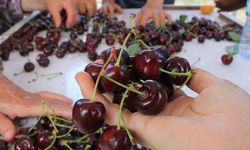 Meyve sebze ihracatçısı ürün eksikliği ve dövizle boğuşuyor