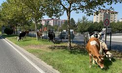 Çiftlikten firar eden inek sürüsü şehir merkezine indi (Video)