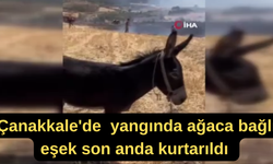 Çanakkale'de  yangında ağaca bağlı eşeği vatandaş kurtardı (Video)