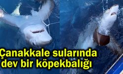 Çanakkale sularında dev bir köpekbalığı (Video)