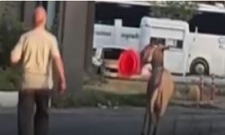 Otogarda ilginç anlar: Başıboş eşek dubayı çaldı (Video)
