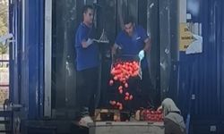 Kasa kasa domatesi çöpe attılar (Video)