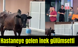Hastaneye gelen inek gülümsetti (Video)
