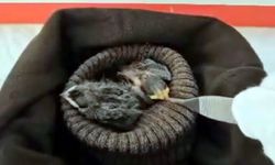 Çanakkale'de tedavileri tamamlanınca doğaya salındılar (Video)