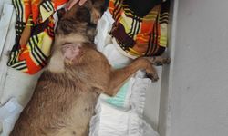 Köpeği aracıyla ezemeyince tüfekle vurarak  felç bıraktı