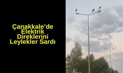 Çanakkale’de elektrik direklerini leylekler sardı (Video)