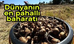 Dünyanın en pahallı baharatı