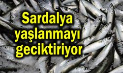 Sardalya yaşlanmayı geciktiriyor! Faydaları saymakla bitmiyor