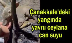 Çanakkale'deki yangında yavru ceylana can suyu (Video)