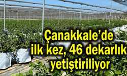 Çanakkale’de ilk kez, 46 dekarlık yetiştiriliyor