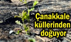 Çanakkale küllerinden doğuyor