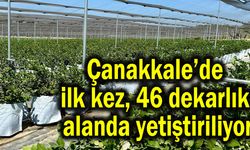 Çanakkale’de ilk kez, 46 dekarlık alanda yetiştiriliyor