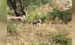 Ayılar köylünün kabusu oldu