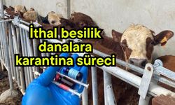 İthal besilik danalara karantina süreci