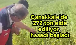Çanakkale'de 272 ton elde ediliyor, hasadı başladı