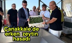 Çanakkale’de erken zeytin hasadı