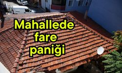 Mahallede fare paniği