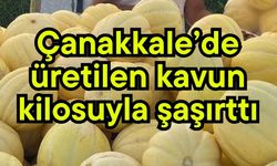 Çanakkale’de üretilen kavun kilosuyla şaşırttı