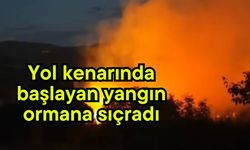 Yol kenarında başlayan yangın ormana sıçradı