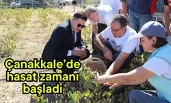 Çanakkale'de hasat zamanı başladı