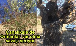 Çanakkale’de Ormanlar var olma savaşı veriyor