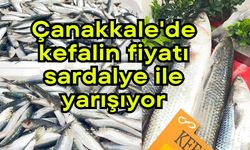 Çanakkale'de kefalin fiyatı sardalye ile yarışıyor
