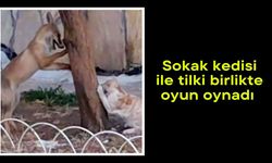 Sokak kedisi ile tilki birlikte oyun oynadı (Video)