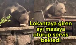 Lokantaya giren ayı masaya oturup servis bekledi